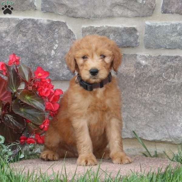 Heath, Goldendoodle Puppy